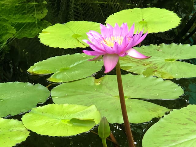 水生植物公園みずの森のイメージ01