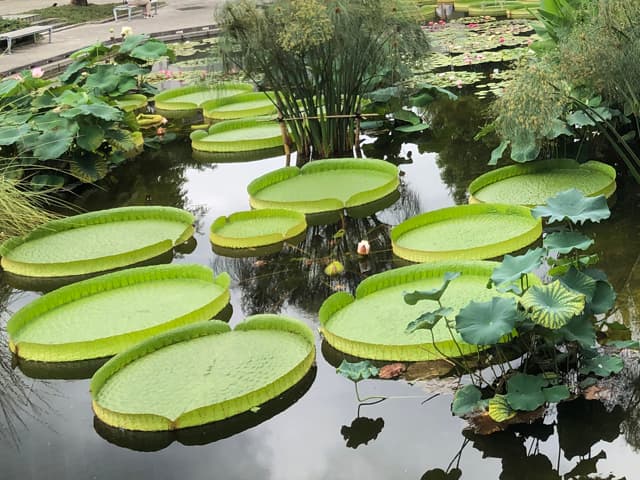 水生植物公園みずの森のイメージ02