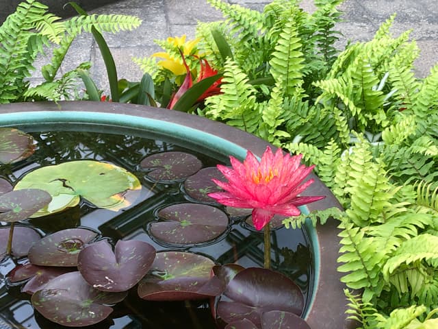 水生植物公園みずの森のイメージ03