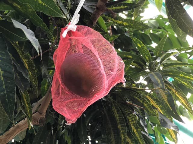 水生植物公園みずの森のイメージ05