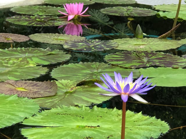 水生植物公園みずの森のイメージ06