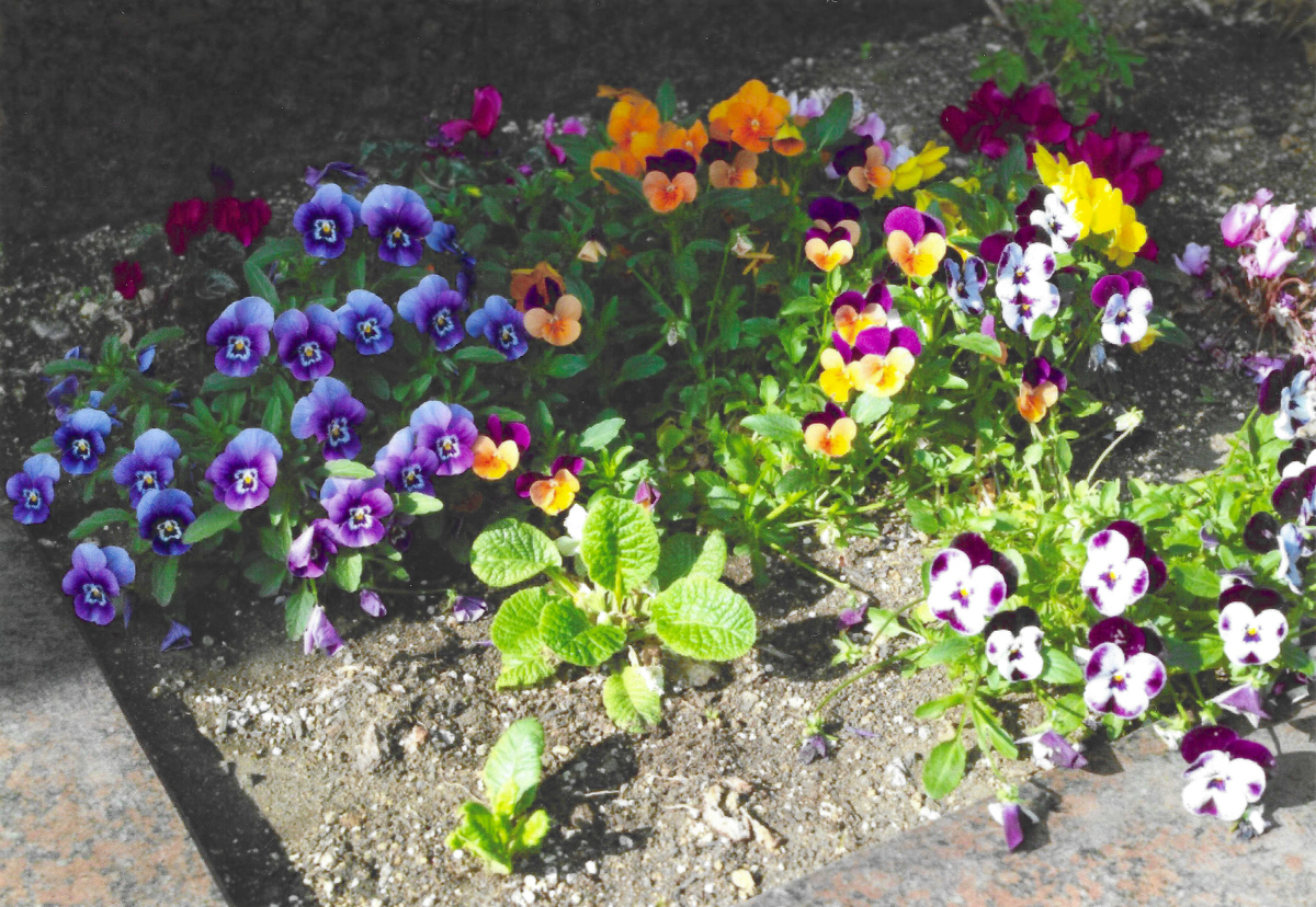 ENVY6020で印刷 ENVY6020で印刷