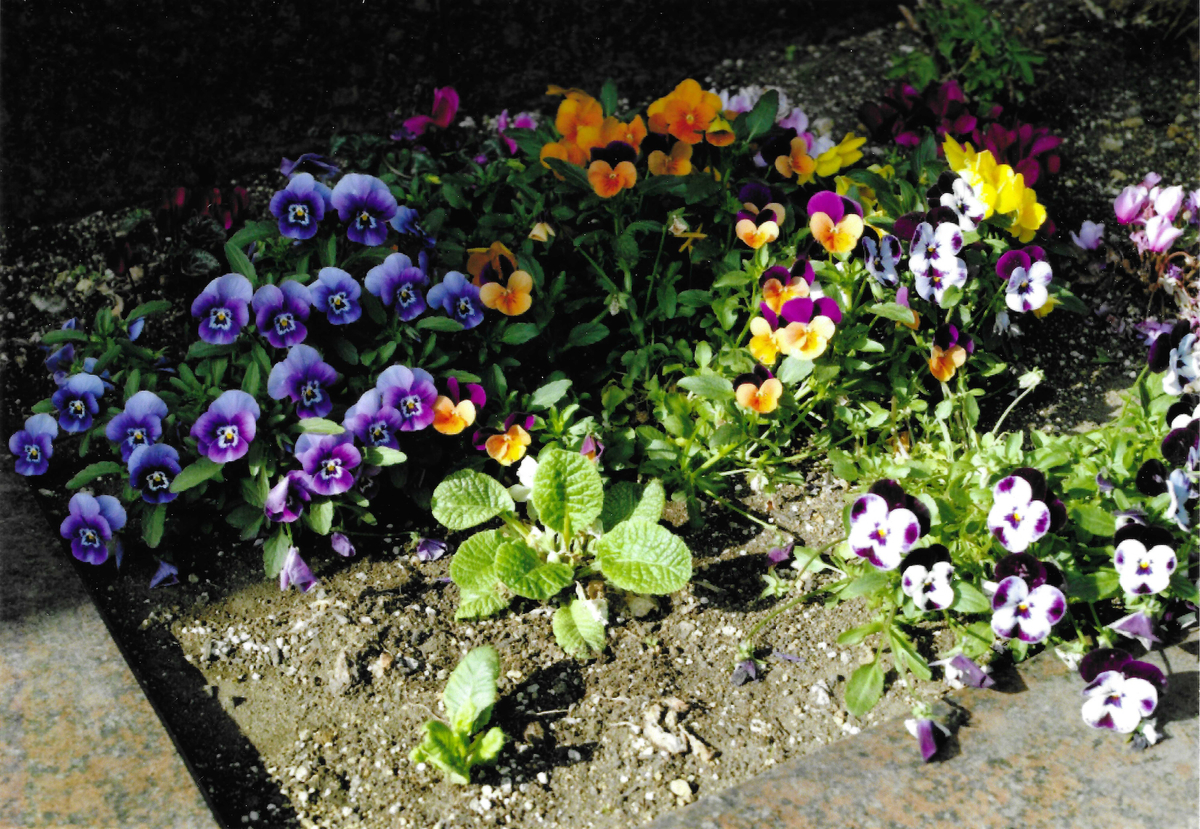 EP-904Aで印刷 EP-904Aで印刷