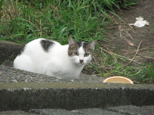 f:id:gae:20080906054725j:image