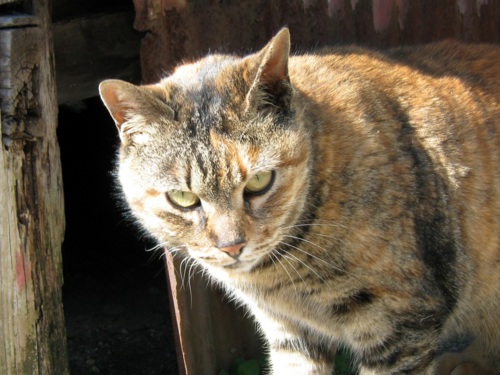 f:id:gae:20090208111527j:image