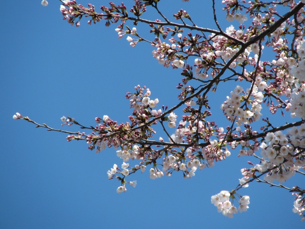 f:id:gae:20090402115129j:image:w500