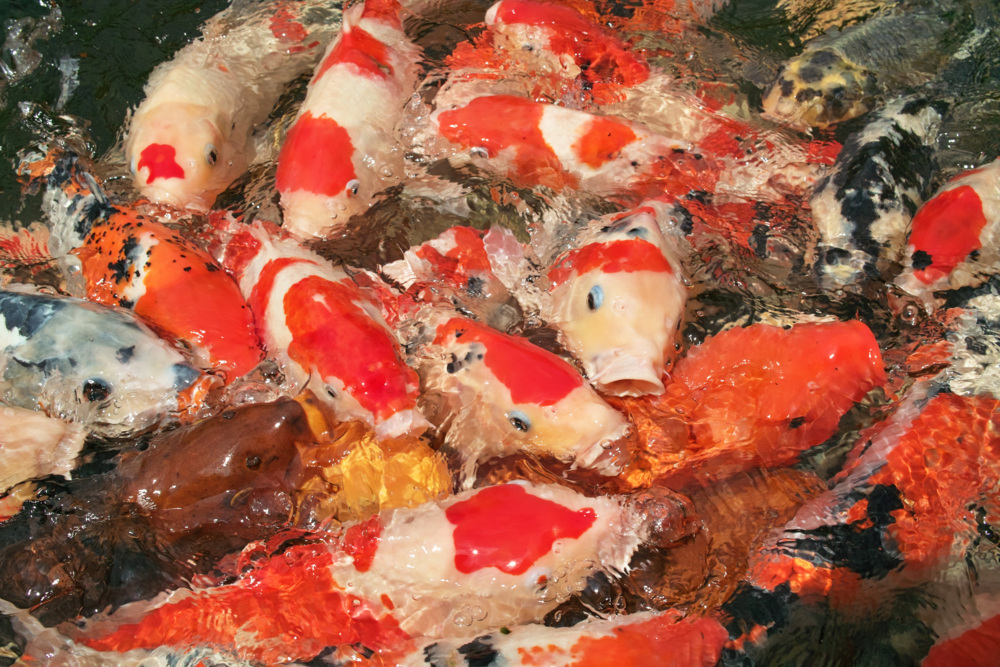 f:id:gae:20090506132007j:image:w500 f:id:gae:20090506132007j:image:w500