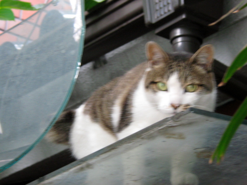 f:id:gae:20090717102845j:image:w400