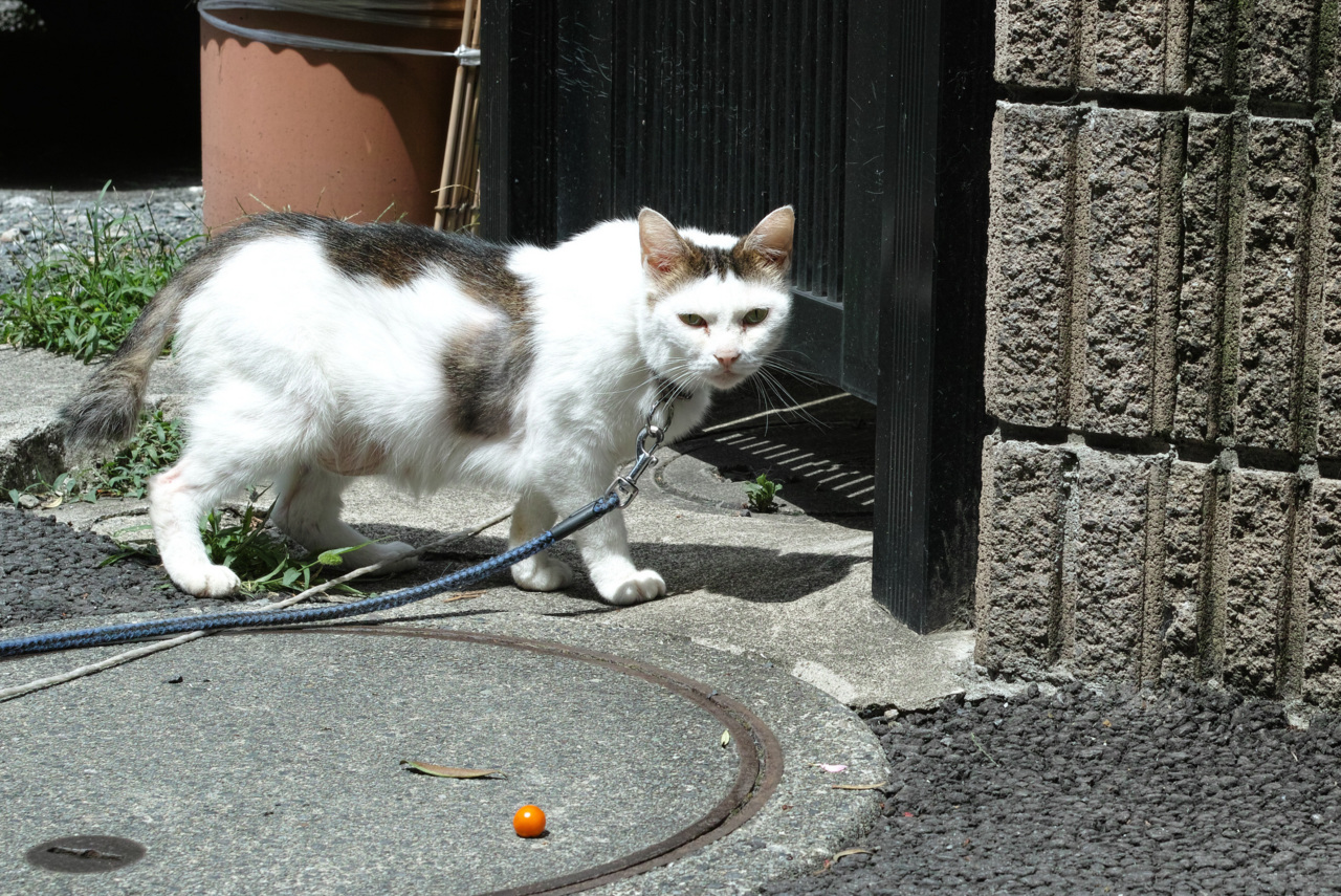 f:id:gae:20130719103141j:image:w400