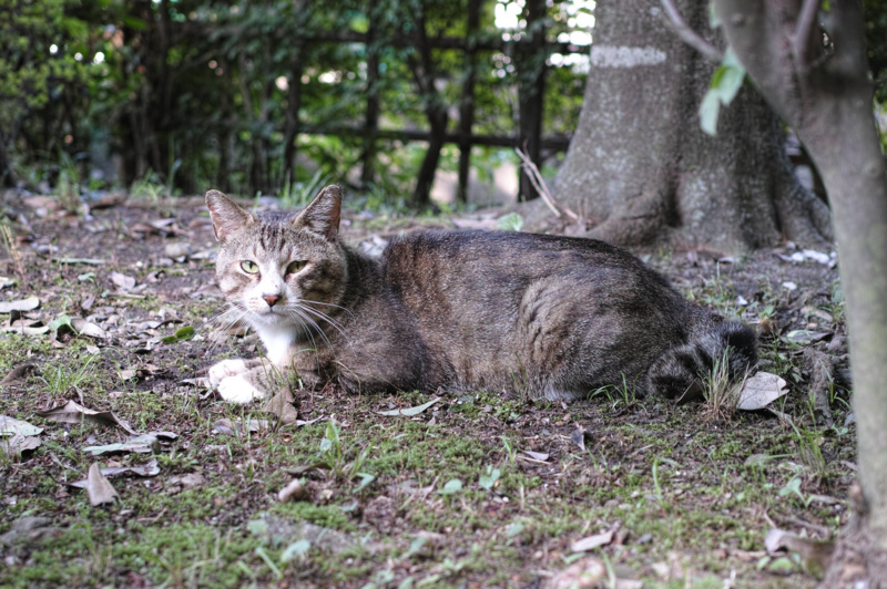 f:id:gae:20140615161314j:image:w400