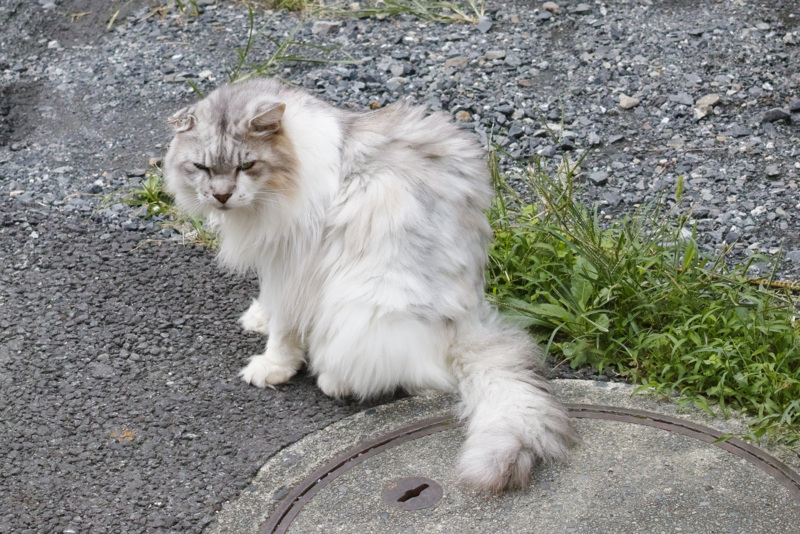 f:id:gae:20140831123713j:image