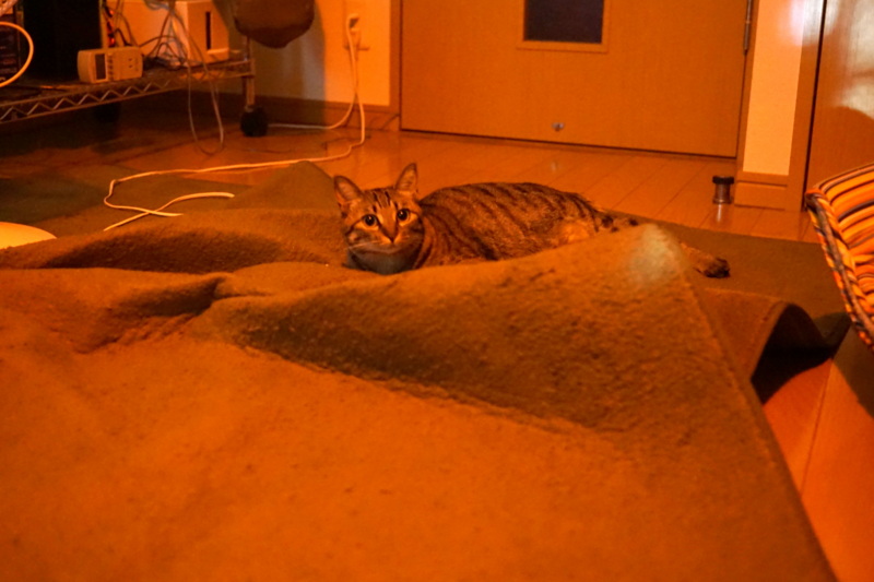 f:id:gae:20150914235111j:image