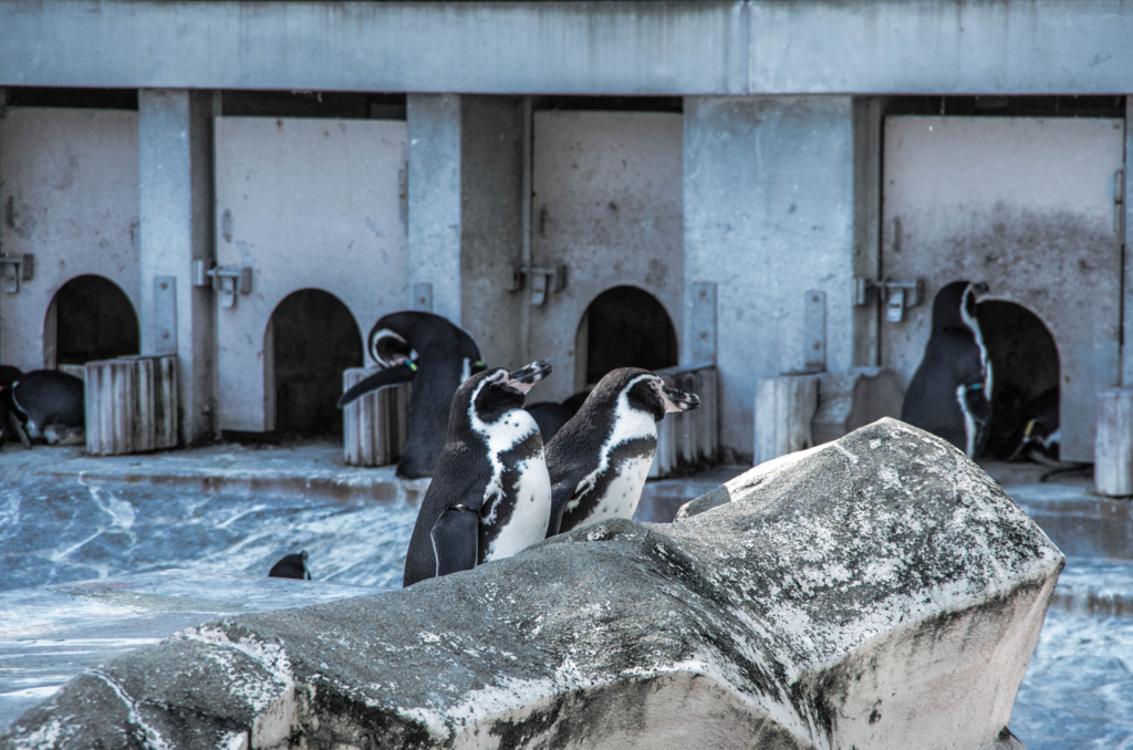 f:id:gaen:20161010215051j:plain f:id:gaen:20161010215051j:plain