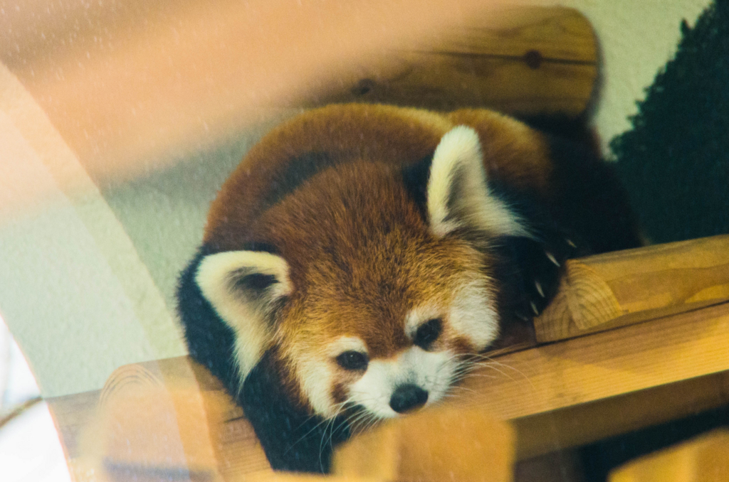 f:id:gaen:20161010215719j:plain f:id:gaen:20161010215719j:plain