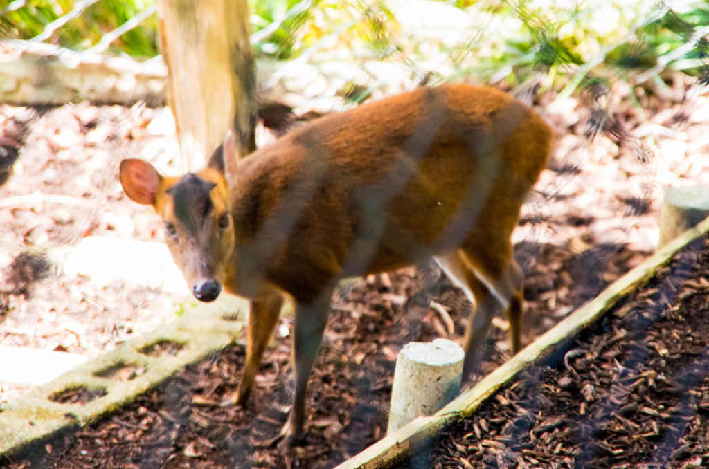 f:id:gaen:20161010220230j:plain f:id:gaen:20161010220230j:plain