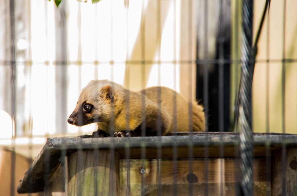 f:id:gaen:20161010220601j:plain f:id:gaen:20161010220601j:plain