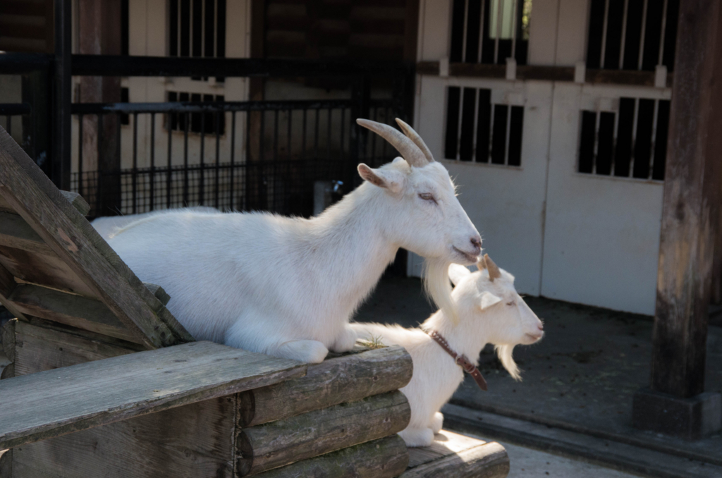 f:id:gaen:20161010221419j:plain f:id:gaen:20161010221419j:plain