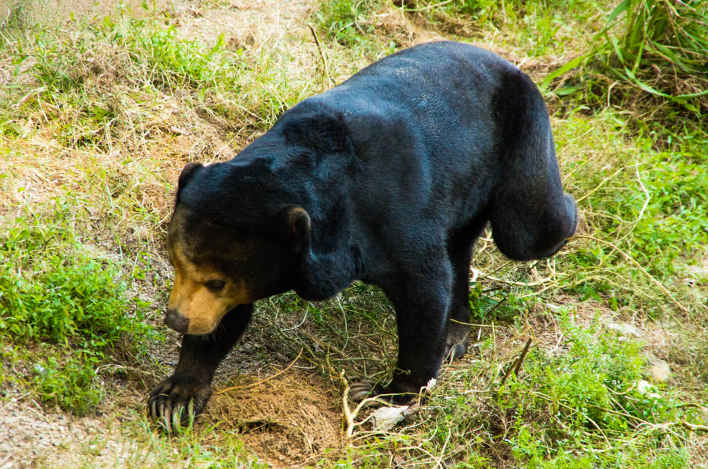 f:id:gaen:20161010221701j:plain f:id:gaen:20161010221701j:plain