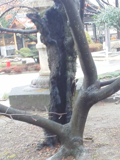イメージ 2