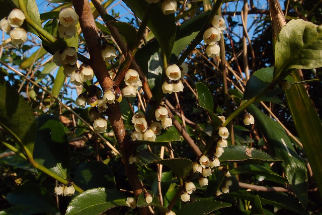 ヒサカキの匂い Gagambow雑記
