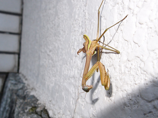 カマキリの死その後 Gagambow雑記