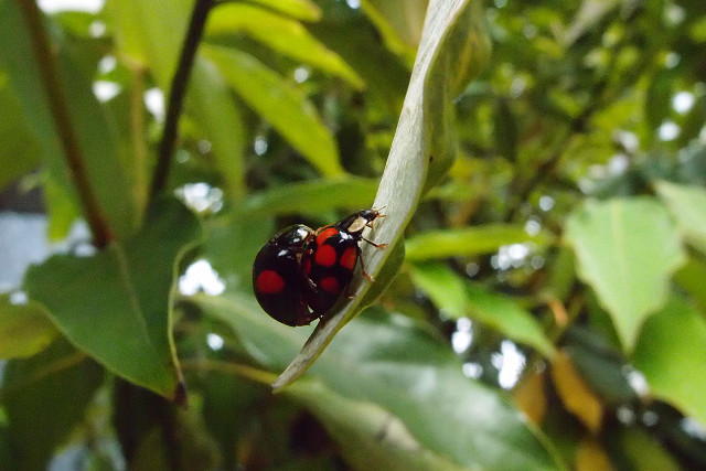 f:id:gagambow23:20140519230359j:image:w360:left f:id:gagambow23:20140519230359j:image:w360:left