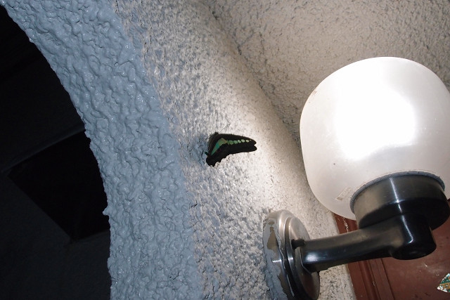 f:id:gagambow23:20140605161615j:image:w360:left f:id:gagambow23:20140605161615j:image:w360:left