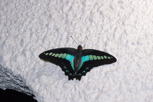 f:id:gagambow23:20140605161639j:image:w360:left f:id:gagambow23:20140605161639j:image:w360:left