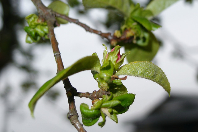 f:id:gagambow23:20150410011023j:image:w360:left