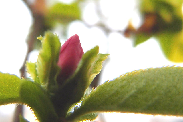 f:id:gagambow23:20150410012712j:image:w360:left