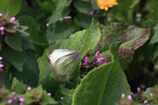 f:id:gagambow23:20150412171603j:image:w360:left