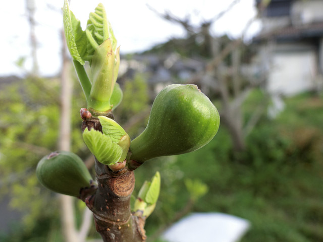 f:id:gagambow23:20150422000532j:image:w360 f:id:gagambow23:20150422000532j:image:w360