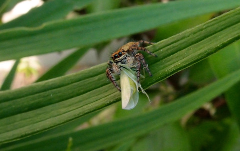 f:id:gagambow23:20160524211022j:image f:id:gagambow23:20160524211022j:image