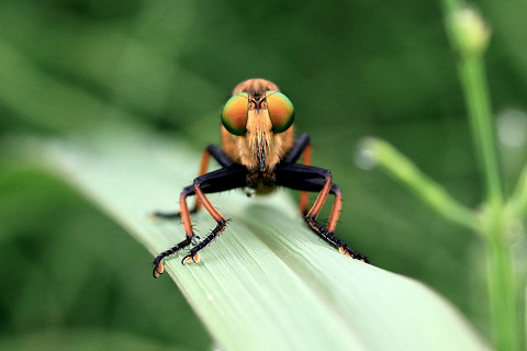 f:id:gagambow23:20160801224322j:image f:id:gagambow23:20160801224322j:image