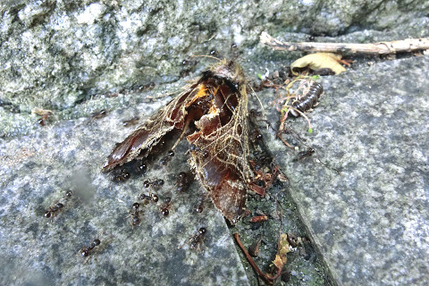 f:id:gagambow23:20160809221348j:image f:id:gagambow23:20160809221348j:image