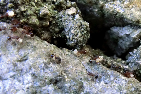 f:id:gagambow23:20160809225059j:image f:id:gagambow23:20160809225059j:image