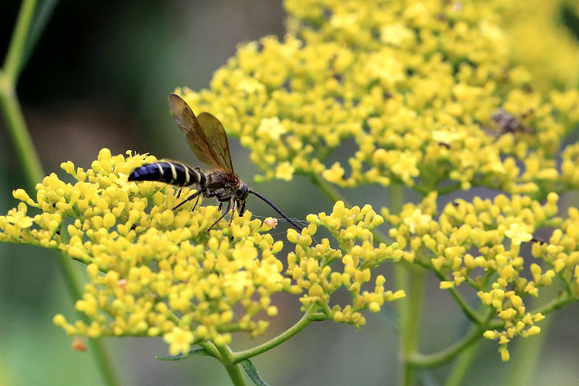 f:id:gagambow23:20160829163729j:image