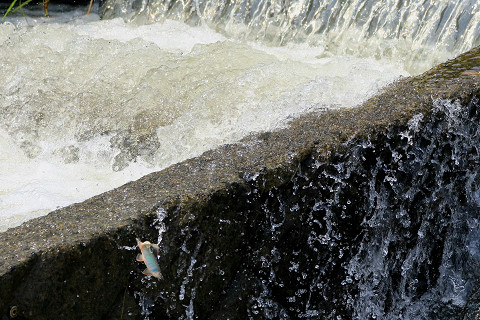 f:id:gagambow23:20170703162224j:image