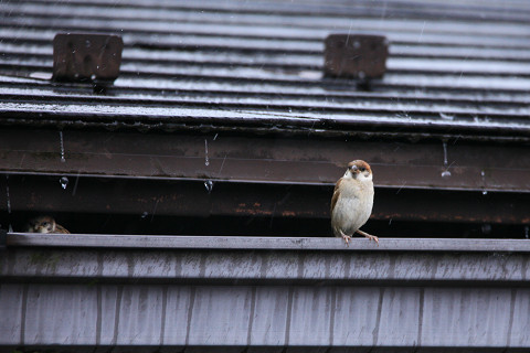 f:id:gagambow23:20180701230041j:image f:id:gagambow23:20180701230041j:image