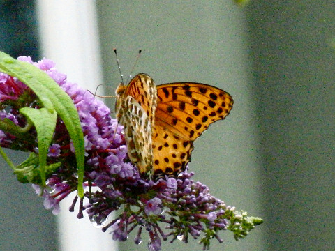 f:id:gagambow23:20180707160316j:image f:id:gagambow23:20180707160316j:image