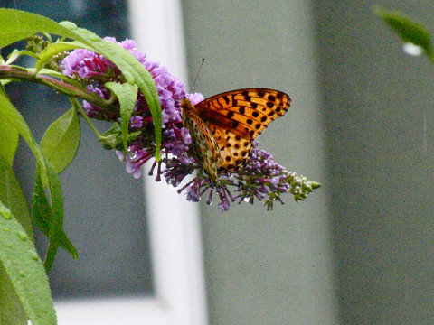 f:id:gagambow23:20180707160319j:image f:id:gagambow23:20180707160319j:image