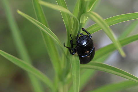 f:id:gagambow23:20180723164502j:image