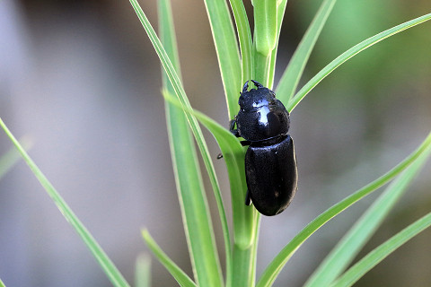 f:id:gagambow23:20180723164505j:image