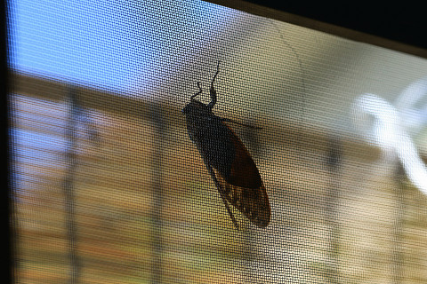 f:id:gagambow23:20180731171910j:image f:id:gagambow23:20180731171910j:image