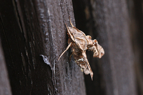 f:id:gagambow23:20181102231923j:image