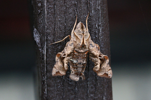 f:id:gagambow23:20181102231926j:image