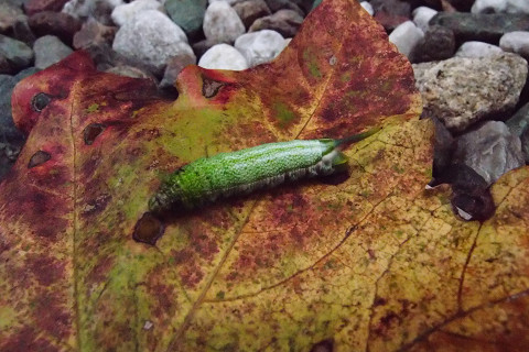 f:id:gagambow23:20181102232600j:image