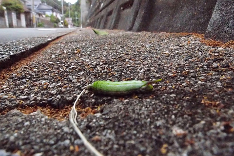 f:id:gagambow23:20181102233652j:image