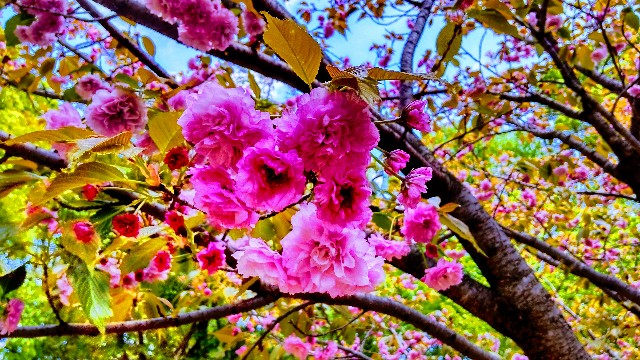 f:id:gaganbox:20240419213300j:image