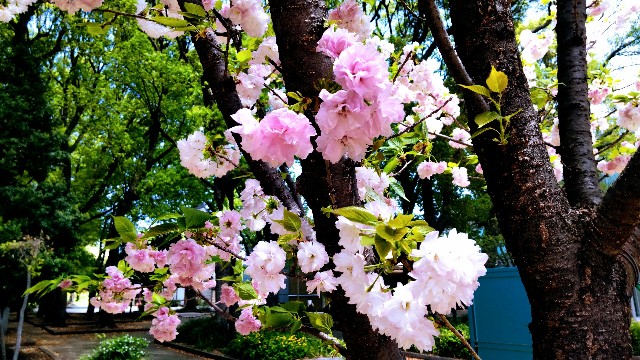 f:id:gaganbox:20240419213405j:image